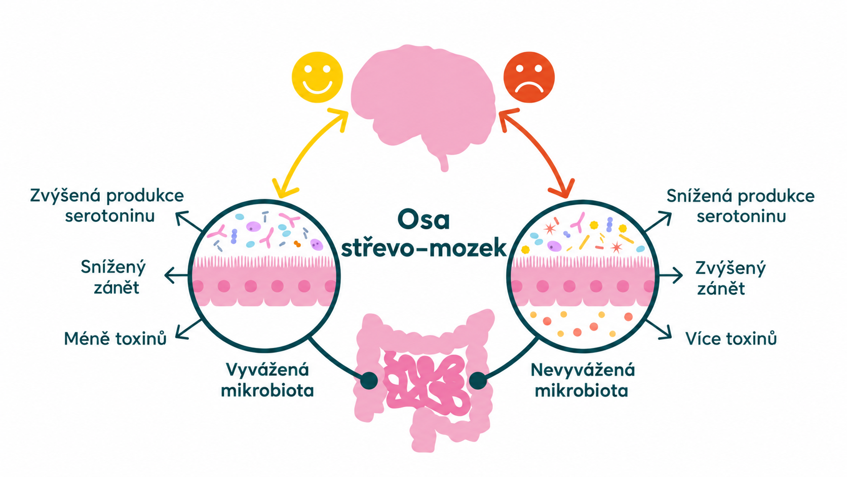 Infografika osy střevo–mozek